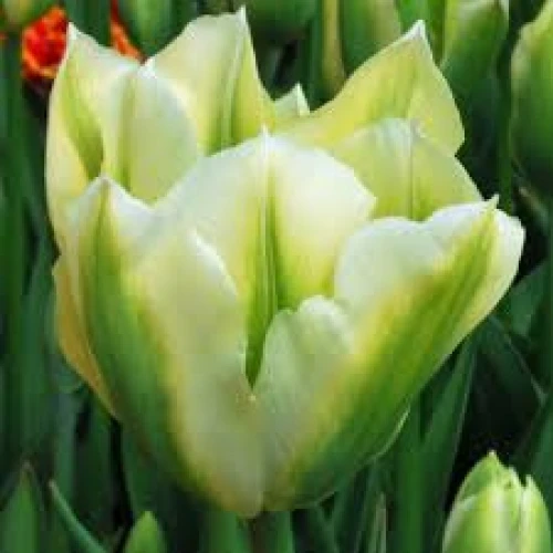 Spring Green 